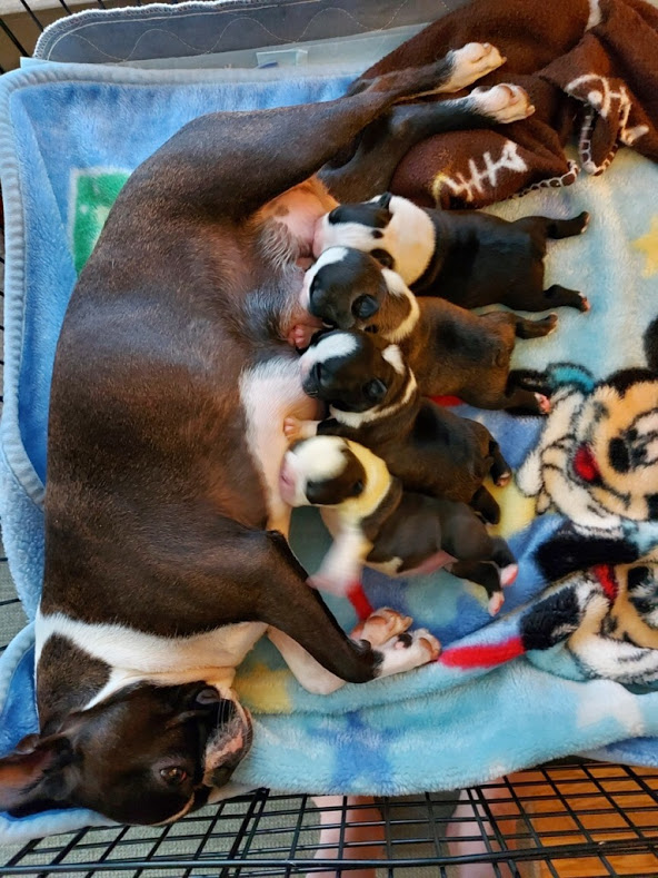 Millie's Puppies