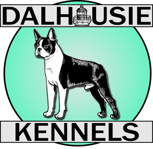 Boston hotsell terrier kennels